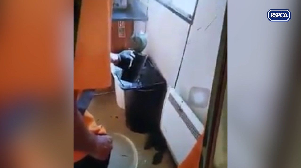 Suspended prison sentence for Cornish man filmed killing rats with